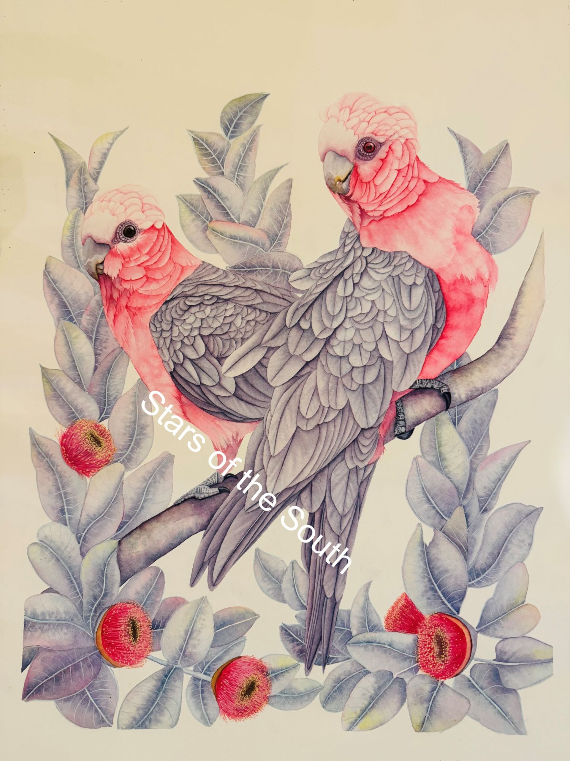 pink parrots wm small